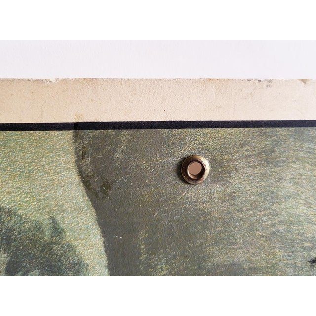 19th Century Educational Wall Chart with Badger For Sale - Image 9 of 10