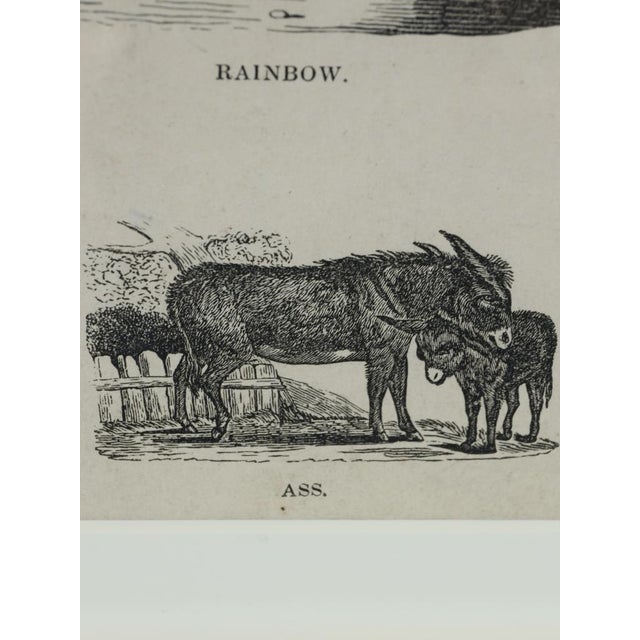 Webb & Millington, The Panorama of Horses, 1850, Engraving For Sale - Image 16 of 18