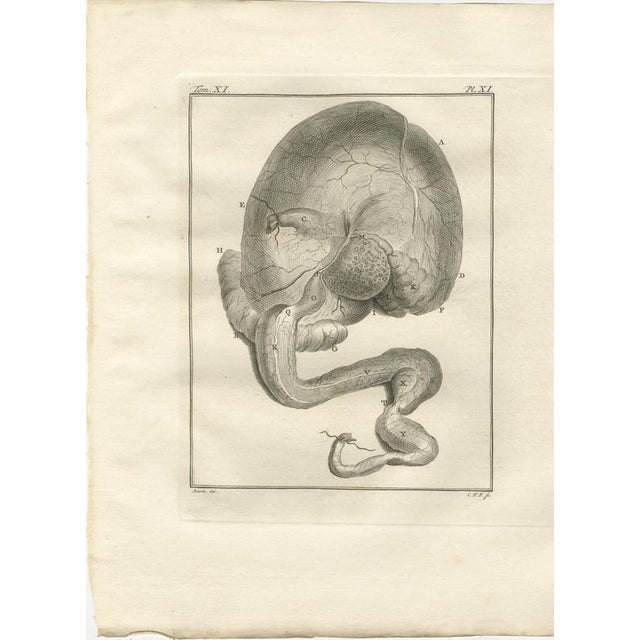 After Jacques de Sève, Camel Anatomy, 1769, Engravings, Set of 10 For Sale - Image 6 of 17