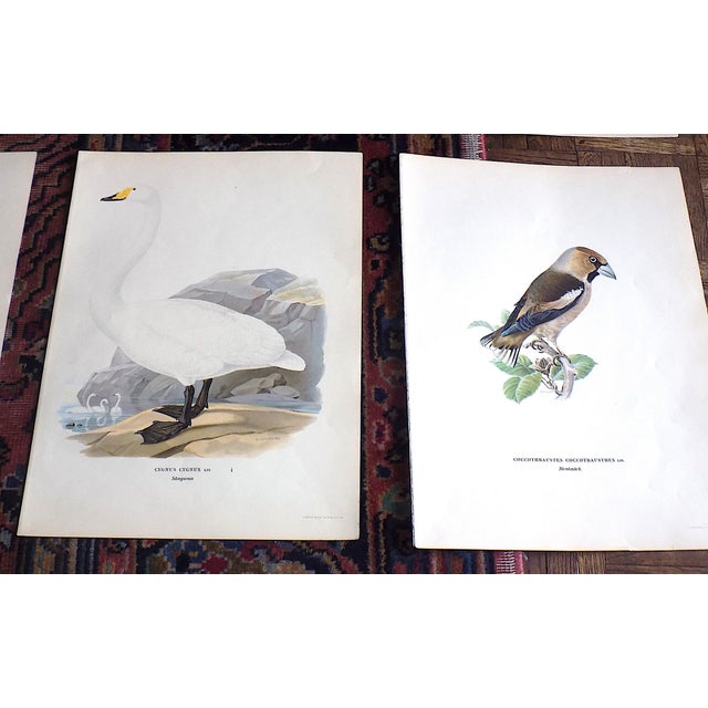 Late 19th Century Antique 19th C. Large Folio Bird Lithographs - Set of 11 For Sale - Image 5 of 8