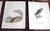Late 19th Century Antique 19th C. Large Folio Bird Lithographs - Set of 11 For Sale - Image 5 of 8