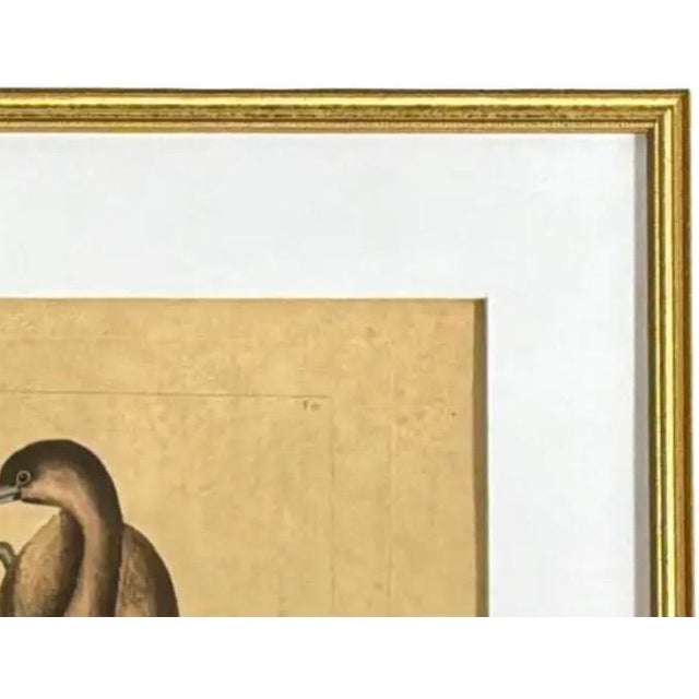 English Mark Catesby Engraving, "The Pied-Billed Grebe", Framed For Sale - Image 3 of 9
