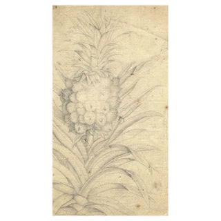 Pineapple Plant Study, 18th Century, Graphite Drawing For Sale