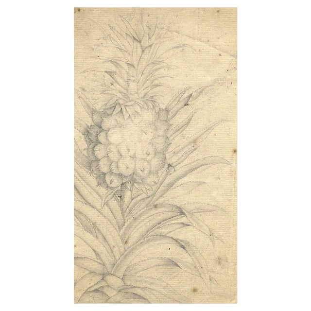 Pineapple Plant Study, 18th Century, Graphite Drawing For Sale