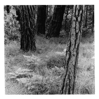 Black and White Photo Forest Scene by Garo For Sale