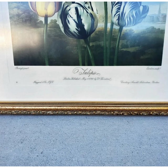 Vintage Set of Two Dr Robert John Thornton Botanical Prints, the Tulips & the Pontic Rhododendron For Sale - Image 11 of 12