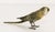 Viennese Bronze Parakeet Viennese animal bronze, produced circa 1910. Bronze casting, finely chased and painted....