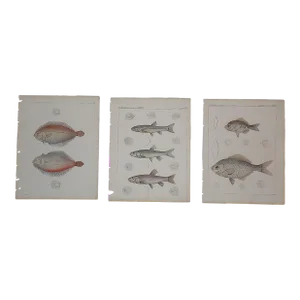 Antique 19th Century American Fish Lithographs - Set of 3