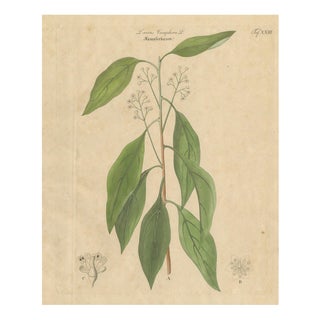 Antique Camphor Botanical Print Laurus Camphora, 1831 For Sale