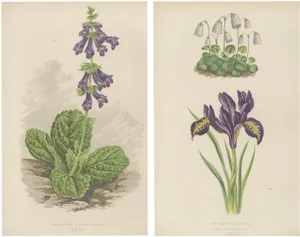Iris and Pyrenean Dead-Nettle, 1874, Paper, Set of 2