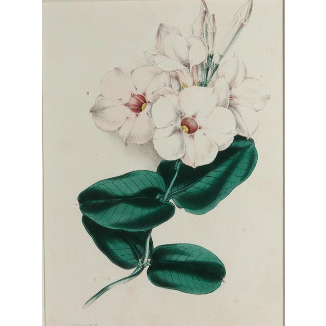 Antique Botanical Prints by Sir Joseph Paxton From the Magazine of Botany For Sale - Image 11 of 16
