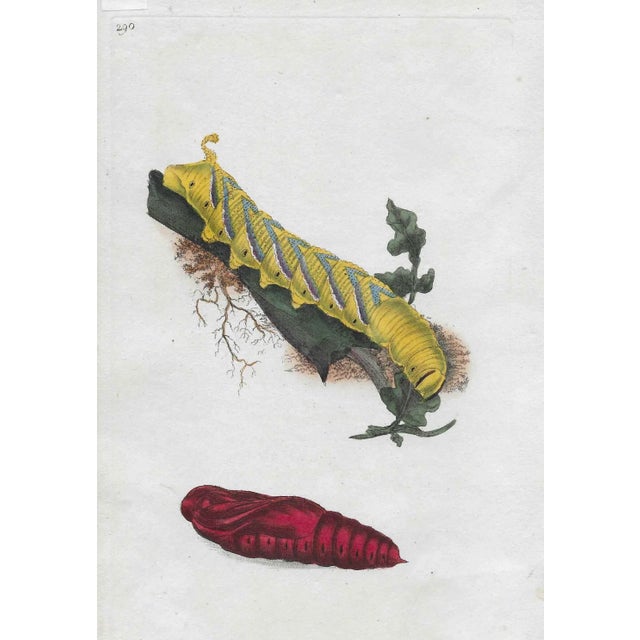 English 1802 British Butterfly Larva Hand Colored Engraving For Sale - Image 3 of 3