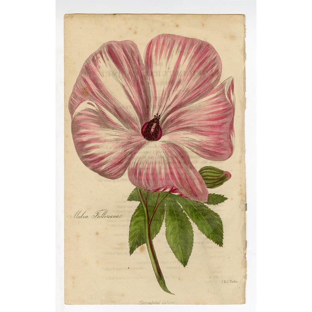 Traditional "Malva Fullerianal" Antique Engraving For Sale - Image 3 of 3