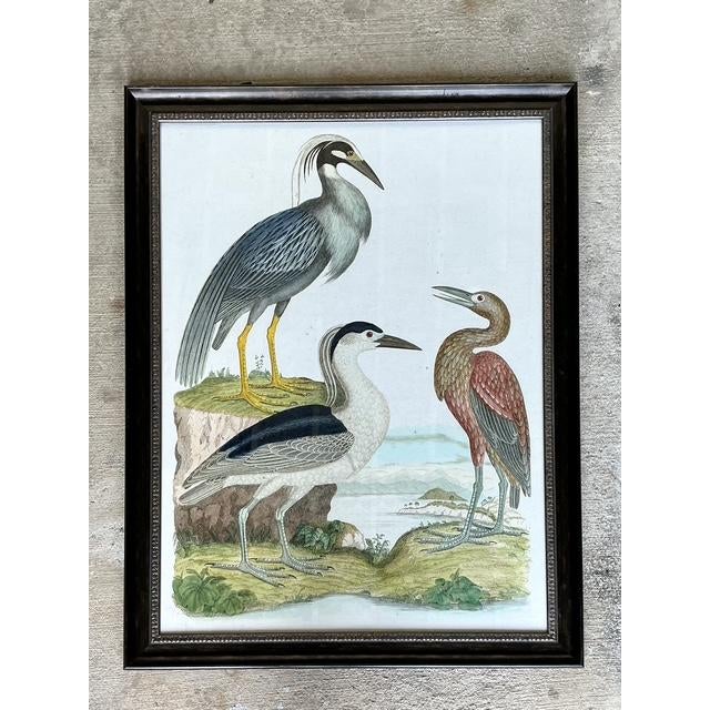 Illustration Vintage Audubon Print of Three Birds For Sale - Image 3 of 12
