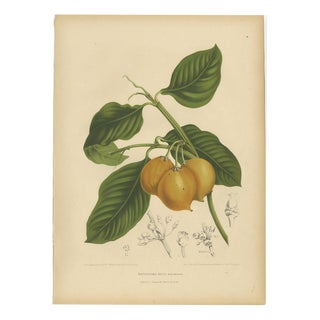 Berthe Hoola van Nooten, False Mangosteen, 1880, Chromolithograph For Sale