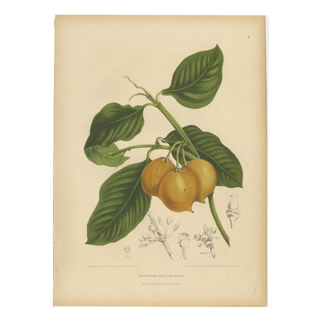 Berthe Hoola van Nooten, False Mangosteen, 1880, Chromolithograph For Sale