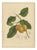 Berthe Hoola van Nooten, False Mangosteen, 1880, Chromolithograph For Sale