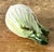 This vintage Italian majolica fennel bulb is an exquisite piece of trompe l’oeil ceramic art, expertly handcrafted to...