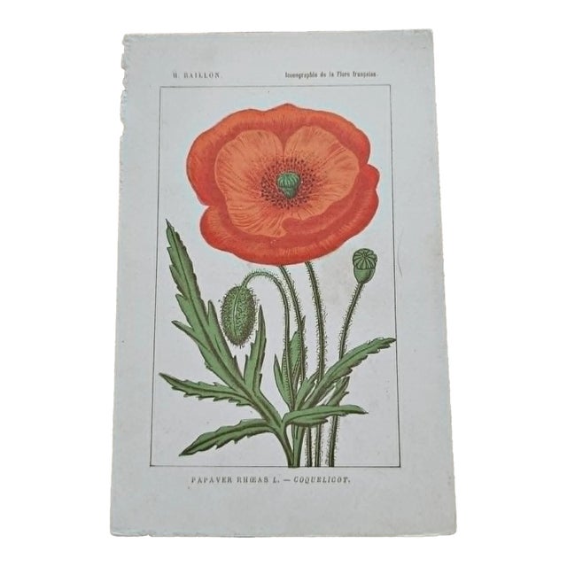 Antique French Botanical Lithograph - Flowers by Henri Ernest Baillon For Sale