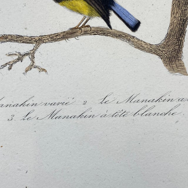 Paper French Antique 18th Century Bird Engraving Hand Colored Signed Artwork For Sale - Image 7 of 9