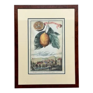 Vintage Coastal Lemon Engraving on Paper