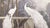 French 36" * H96" * 2ps, Hand-Painted French Retro Tropical Garden White Peacock Wall Mural, Low-Saturation Misty Scenic Wall Covering For Sale - Image 3 of 5
