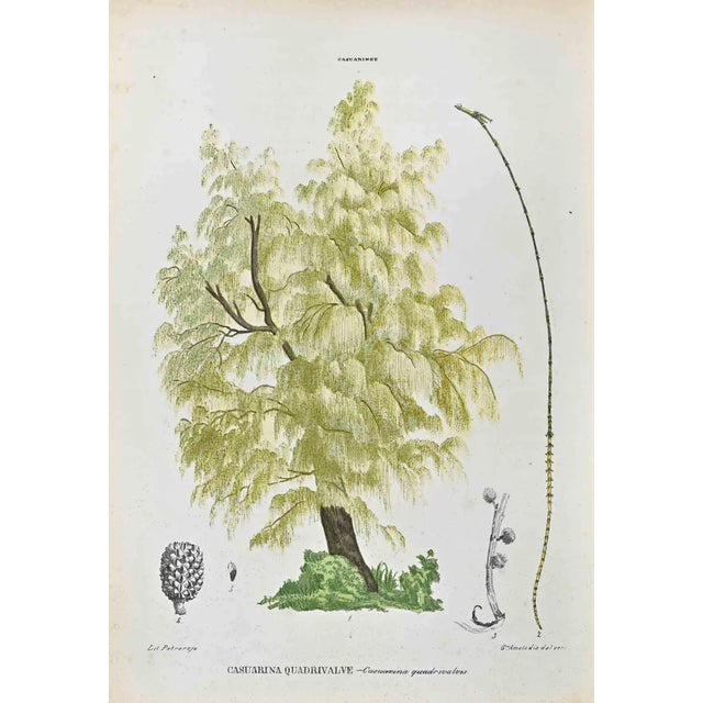 Vincenzo Tenore, The Casuarinae, Lithograph, 1870s For Sale