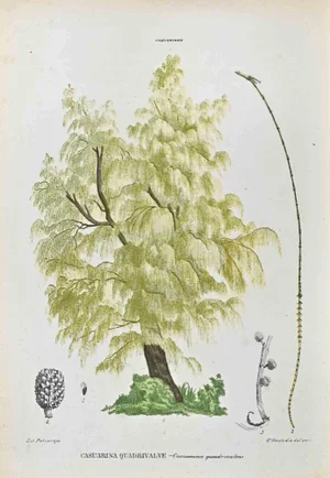 Vincenzo Tenore, The Casuarinae, Lithograph, 1870s