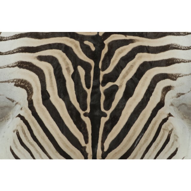 Originating from South Africa, this 6x10 Burchell's zebra hide is an extraordinary statement piece from Rug & Kilim’s...