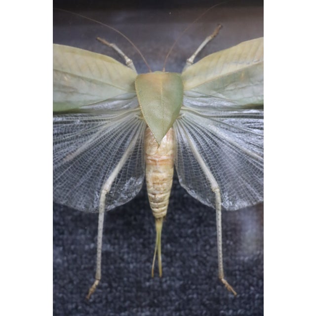 Framed Giant Katydid Shadow Box Specimen Display For Sale In Philadelphia - Image 6 of 9