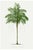 Royal Palm Study, Vintage Botanical Art Print Reproduction, 32" X 48" For Sale