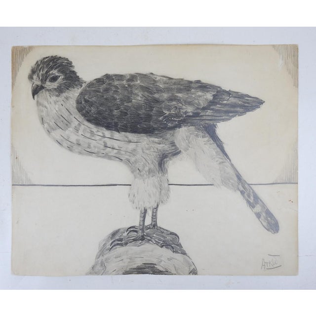 Vintage mid 20th century pencil on paper drawing of a hawk. Signed ATKW lower right corner. Unframed, age toning, edge wear.