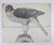 Vintage mid 20th century pencil on paper drawing of a hawk. Signed ATKW lower right corner. Unframed, age toning, edge wear.