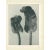 1928 Scolopendrium Vulgare, Original Period Photogravure N36 by Karl Blossfeldt For Sale In Dallas - Image 6 of 6