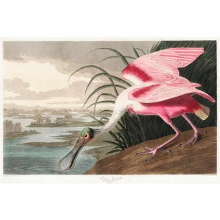 Roseate Spoonbill by John James Audubon, Vintage Art Print Reproduction, 30" × 20" For Sale