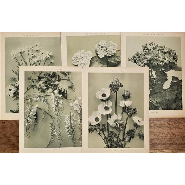 Green 1902 Set of 5 French Botanical Photographs For Sale - Image 8 of 8