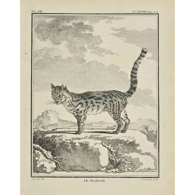 Louis Legrand, Le Margay, Etching, 1771 For Sale