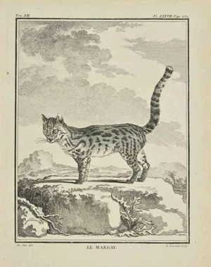 Louis Legrand, Le Margay, Etching, 1771