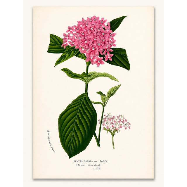 A beautifully curated set of four mid-19th century botanical lithographs—expertly grouped by complementary color to create...