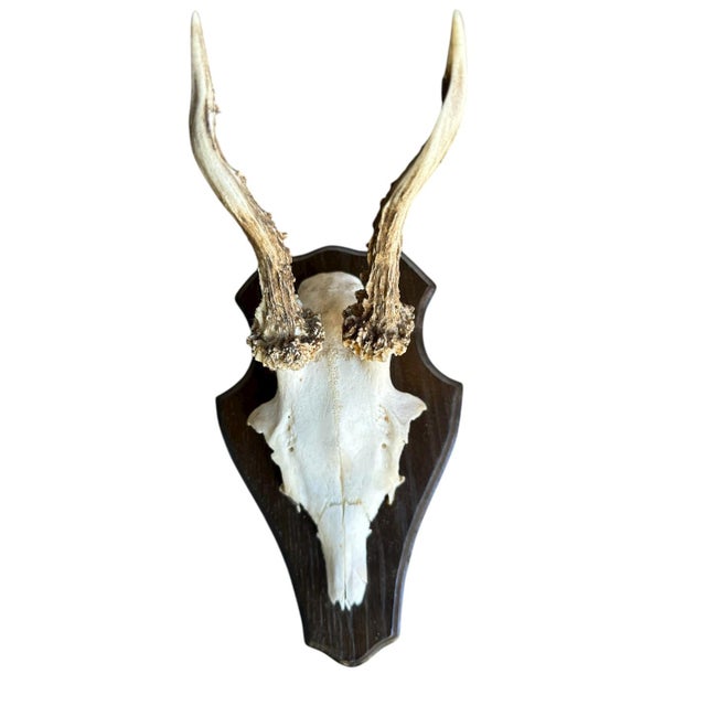 Roe deer trophy mounted on a wooden plaque.