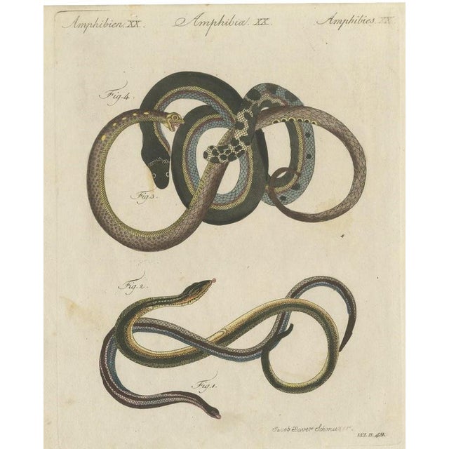 Bertuch, Four Snakes in Colourful Coils, 1805, Print For Sale - Image 12 of 12