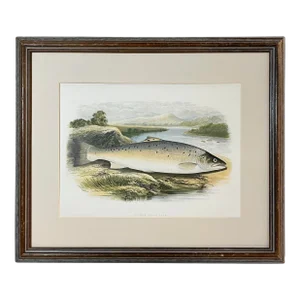 Antique Color Woodblock Print Salmon Trout Fish William Houghton C.1879