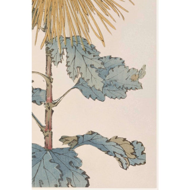 Not Yet Made - Made To Order Golden Mum by Hasegawa, Vintage Japanese Botanical Art Print, 16" X 24" For Sale - Image 5 of 8