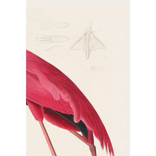 John James Audubon Pink Flamingo (Audubon, Birds of America), Vintage Art Print Reproduction, 20" X 30" For Sale - Image 4 of 12