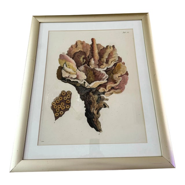 Coral Specimen Framed Print For Sale