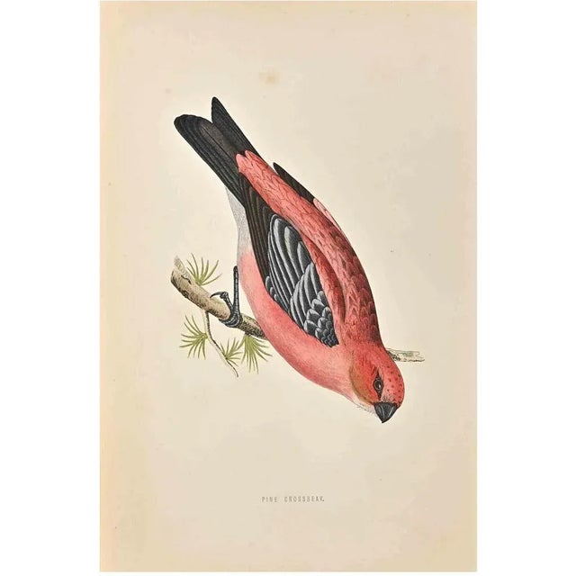 Pine Grossbeak is a modern artwork realized in 1870 by the British artist Alexander Francis Lydon (1836-1917) . Woodcut...