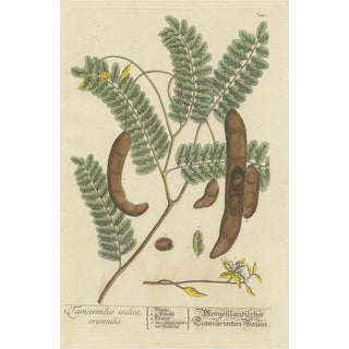 Blackwell, Tamarind Tree, Print For Sale