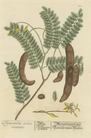 Blackwell, Tamarind Tree, Print