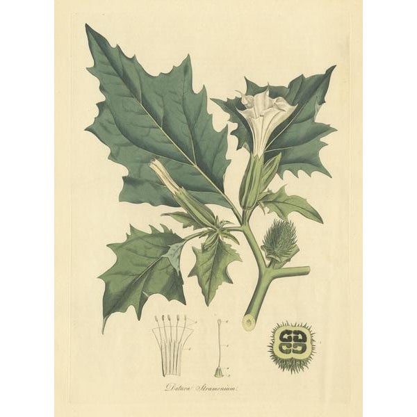 Curtis, Datura Stramonium Thorn Apple, 1817, Engraving For Sale - Image 4 of 9