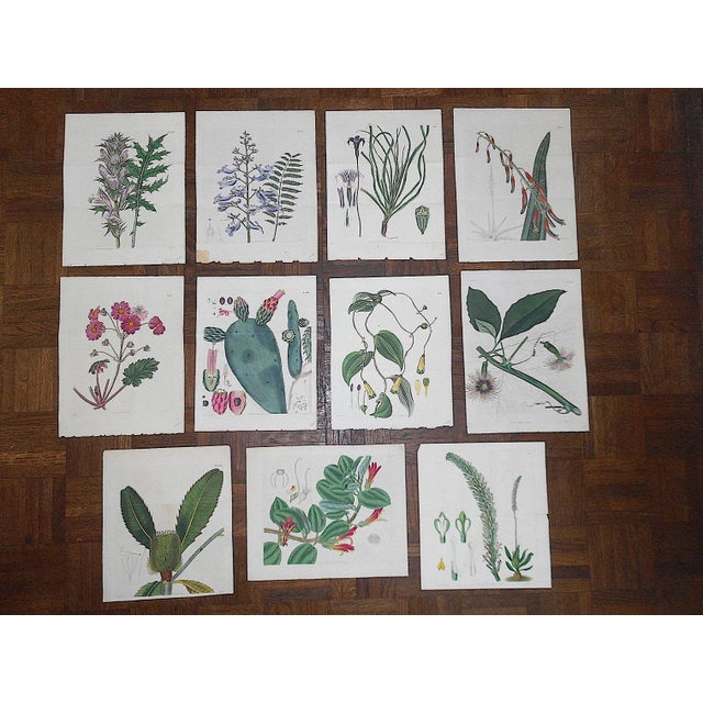 Early 19th Century Antique 19th C. Botanical Copperplate Engravings - 9"x12"- Set of 11 For Sale - Image 5 of 5